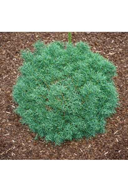 Сосна веймутова Сквіглс